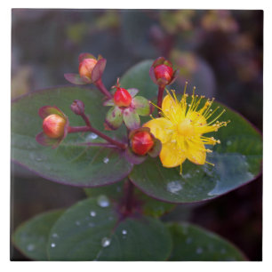 Azulejo Mosaico decorativo de hierba de San Juan