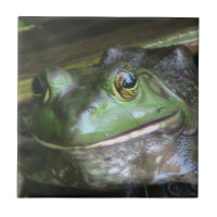 Mosaico fotográfico de rana torácica