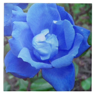 Azulejo Mosaicos de Rosa azul místico