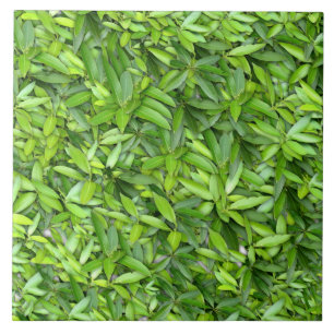 Azulejo Muchas hojas verdes hermosas