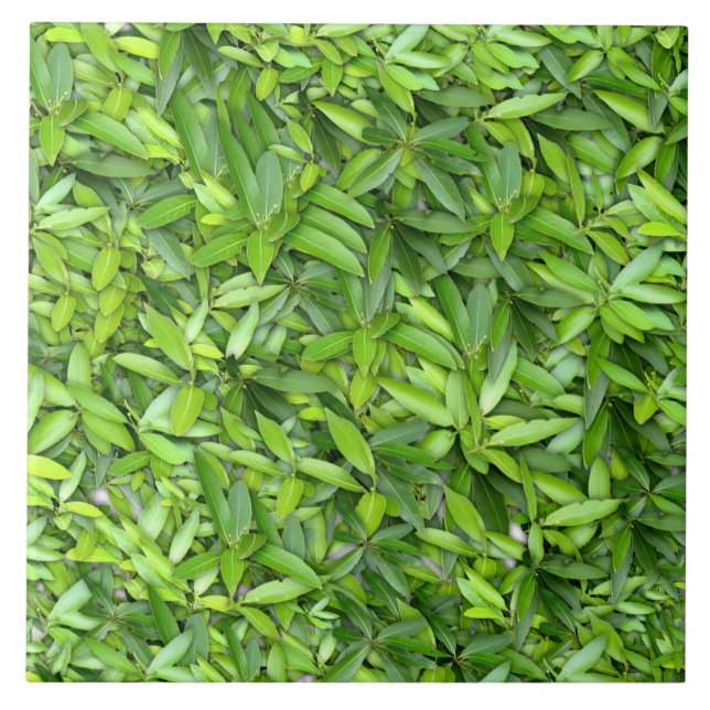 Azulejo Muchas hojas verdes hermosas (Frente)