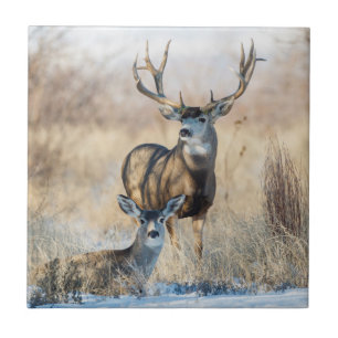 Azulejo Mule Deer Buck and Doe