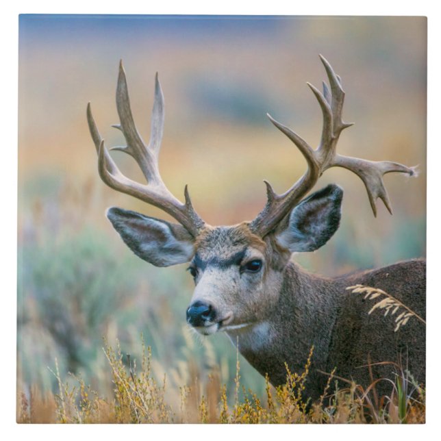 Azulejo Mule Deer Buck | Grand Teton National Park Wyoming (Frente)