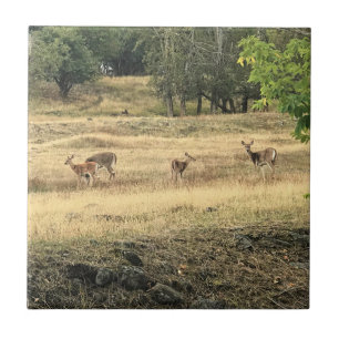 Azulejo Mule Deer en un campo, Joseph, Oregón