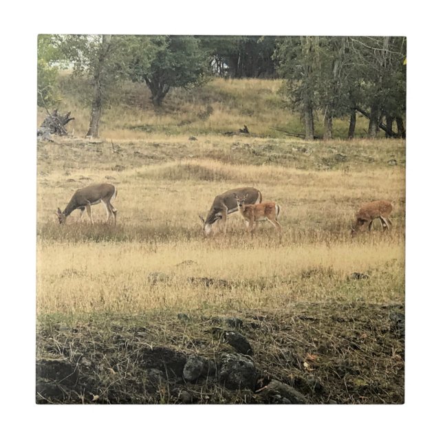 Azulejo Mule Deer en un campo, Joseph, Oregón (Frente)