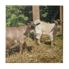 Azulejo Murphy and Corky