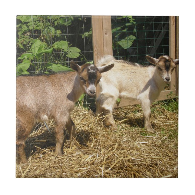 Azulejo Murphy and Corky (Frente)