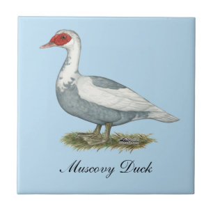 Azulejo Muscovy Blue Pied Duck