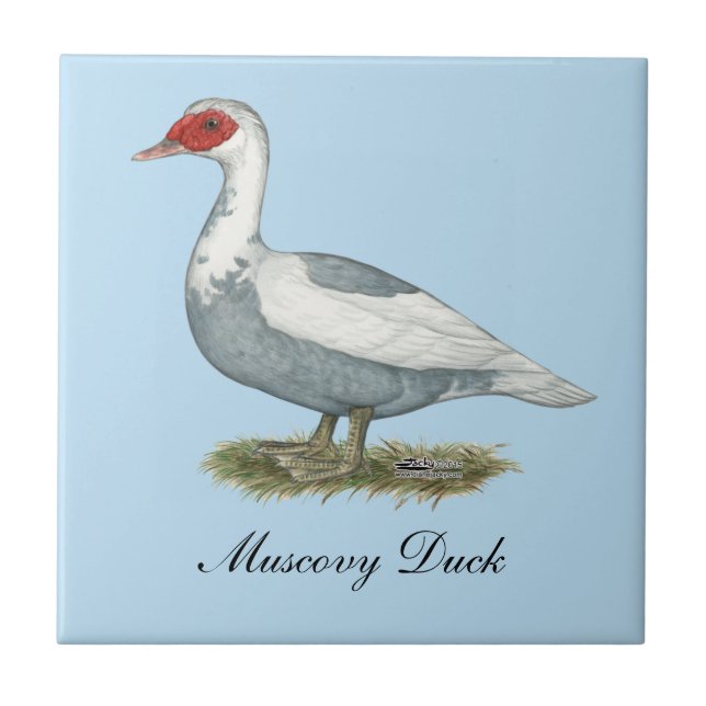 Azulejo Muscovy Blue Pied Duck (Frente)