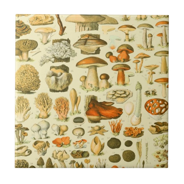Azulejo Mushroom Vintage Toadstool Ilustracion antiguo (Frente)