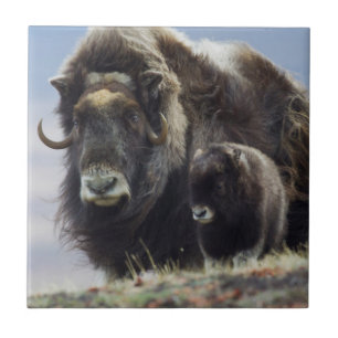 Azulejo Musk Ox con ternera