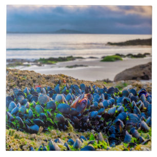 Azulejo Mussels
