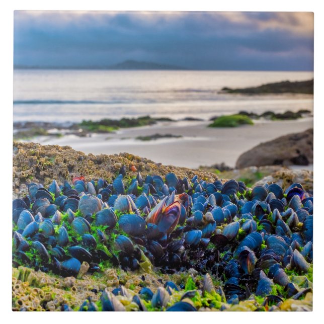 Azulejo Mussels (Frente)