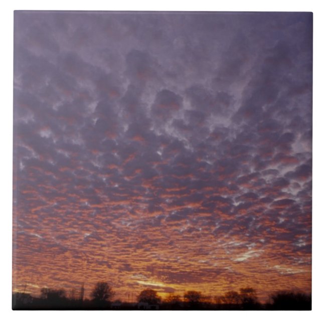 Azulejo N.A., EE.UU., Nuevo México, cerca de Las Cruces, (Frente)