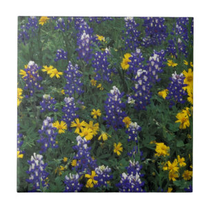 Azulejo N.A, EE. UU., Texas, Marble Falls, Blue Bonnets