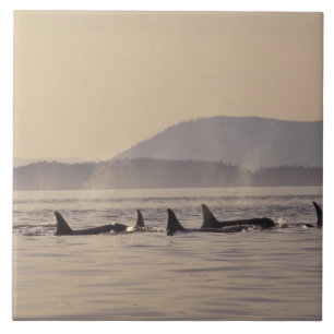 Azulejo N.A., EE.UU., Washington, Islas San Juan Orca
