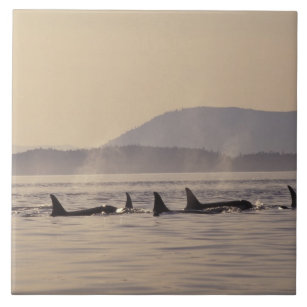 Azulejo N.A., orca de los E.E.U.U., Washington, islas de