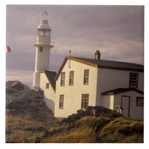 Azulejo NA, Canadá, Terranova, Lobster Cove. Lobo