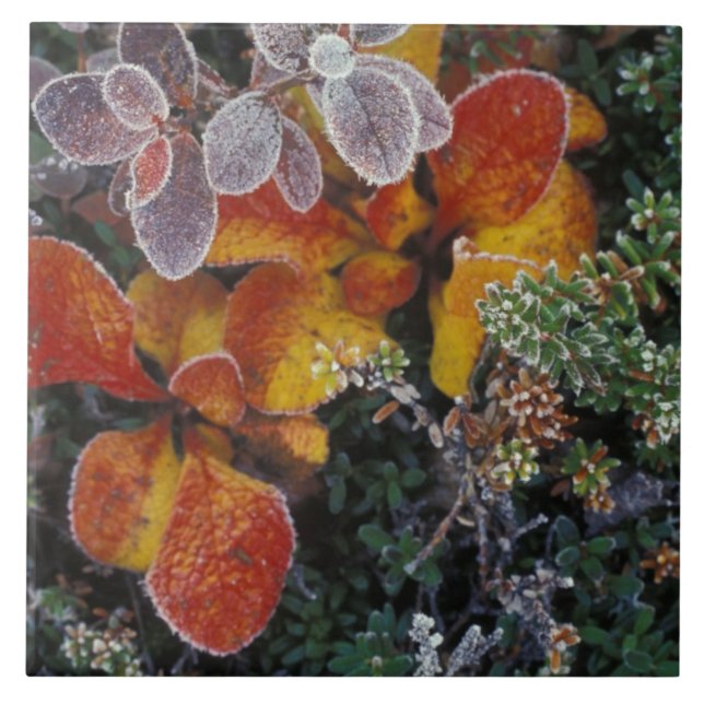 Azulejo NA, EE. UU., Alaska. Parque Nacional Denali. Uva d (Frente)