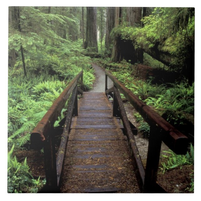 Azulejo NA, EE.UU., California, Jedidiah Smith Redwood (Frente)