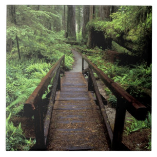 Azulejo NA, EE. UU., California, Jedidiah Smith Redwoods