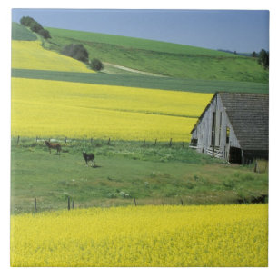 Azulejo NA, EE. UU., Idaho, cerca de Potlatch, Canola y vi
