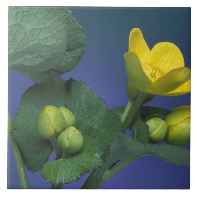 Azulejo NA, EE.UU., Michigan, Rochester Hills. Mareo (Frente)