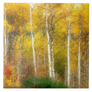 Azulejo NA, EE. UU., Washington, Árboles de Aspen otoñales