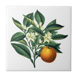 Azulejo Naranja Botánico Vintage Flor de fruta