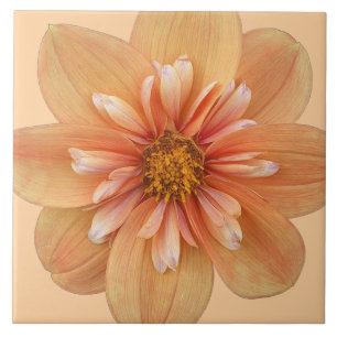 Azulejo Naranja Collarette Dahlia Floral