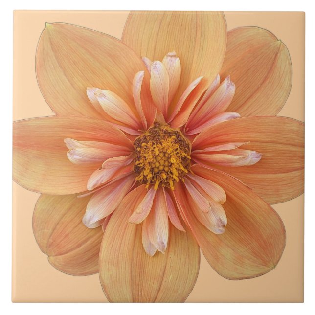 Azulejo Naranja Collarette Dahlia Floral (Frente)