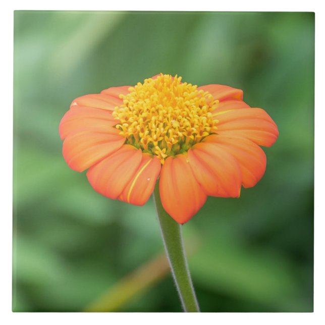 Azulejo Naranja daisy vista cerámica (Frente)