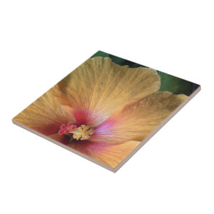 Azulejo Naranja Hibiscus Ruffle