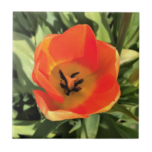 Azulejo Naranja interno Tulip