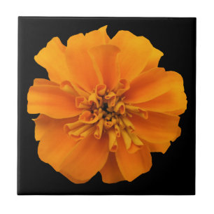 Azulejo Naranja Marigold Flor en negro