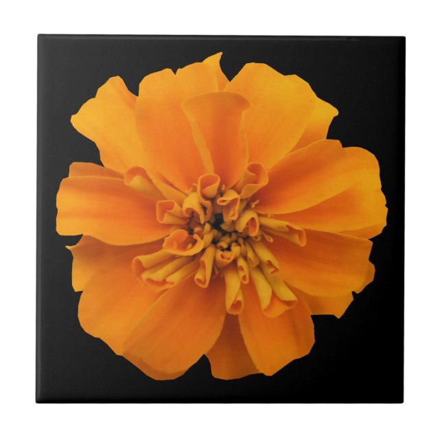 Azulejo Naranja Marigold Flor en negro (Frente)