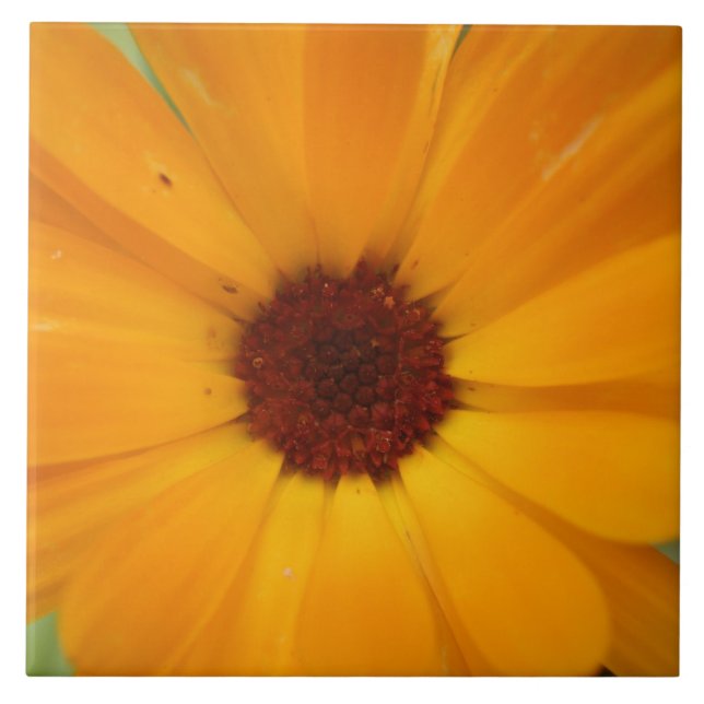 Azulejo Naranja Rain Daisy Tile (Frente)
