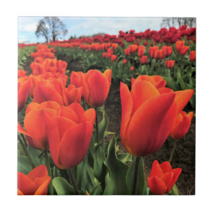 Azulejo Naranja Tulips en un campo, Oregón