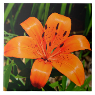 Azulejo Naranja vibrante Lily Flower asiática
