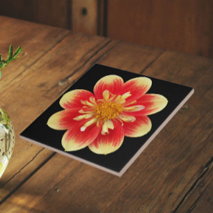 Azulejo Naranja y collareta amarilla Dahlia Floral