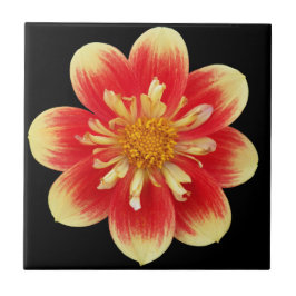 Azulejo Naranja y collareta amarilla Dahlia Floral