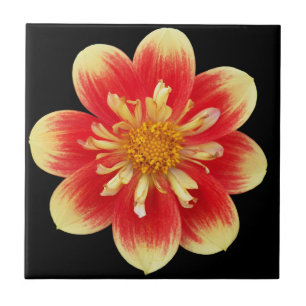Azulejo Naranja y collareta amarilla Dahlia Floral