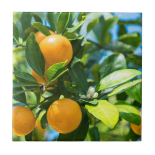 Azulejo Naranjo en fruto