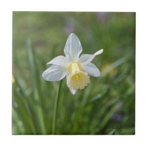 Azulejo Narciso