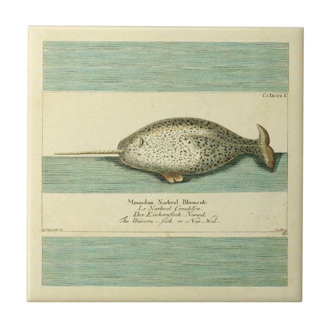 Azulejo Narwhal Antiguo Whale Watercolor Arte Científico (Frente)