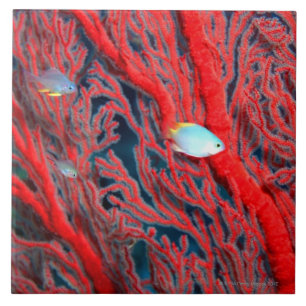 Azulejo Natación de los pescados en coral