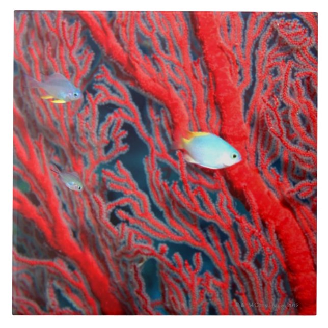 Azulejo Natación de los pescados en coral (Frente)