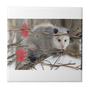 Azulejo Naturaleza cerámica del mosaico Opossum