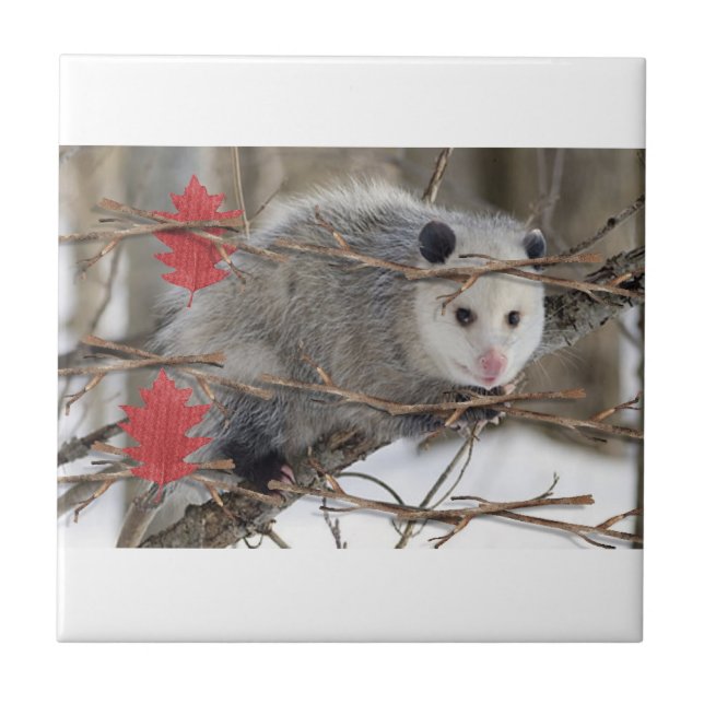 Azulejo Naturaleza cerámica del mosaico Opossum (Frente)