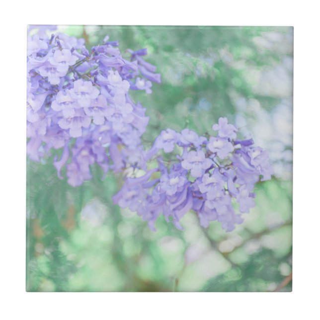 Azulejo Naturaleza de las flores del árbol de jacarandá mo (Frente)